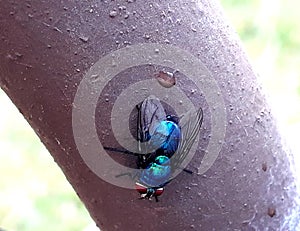 blue fly, lodged in a brown pipe