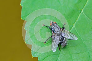 Blue fly sits on green grape leaf