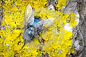 Blue fly on yellow moss