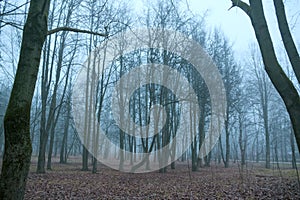 Blue fog in the gloomy forest. And no people, the park was empty.