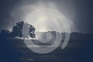 Blue Fog over a country field