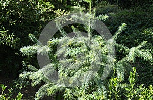 Blue foliage of Chinese Fir Tree Cunninghamia lanceolata `Glauca`. Background or Texture of leaves in Park Aivazovsky