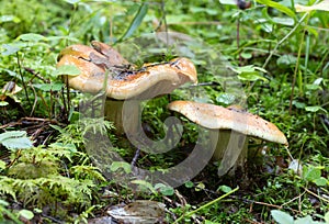 Blue-foot webcap, Cortinarius glaucopus