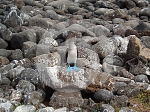 Blue footed Boobie