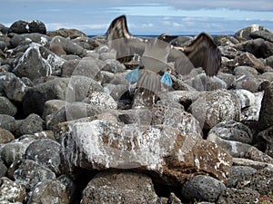 Blue footed Boobie