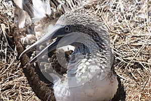 Blue Footed Boobie Bird