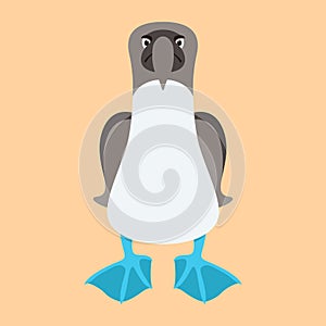 BLUE FOOTED BOOBIE BIRD cartoon vector illustration flat style