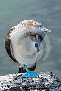 Blue-footed boobie bird photo