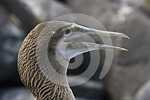 Blue Footed Boobie - Galapagos Islands photo
