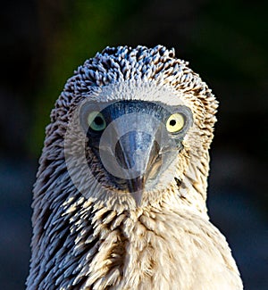 Blue Footed Boobie Portrait