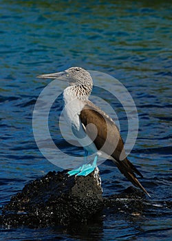 Blue Footed Boobie on rock,