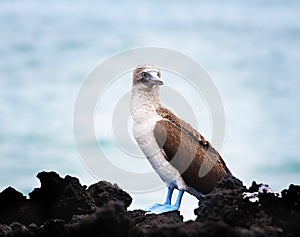 Blue footed boobie