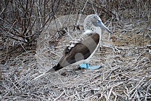 Blue Footed Boobie (Sula nebouxi)