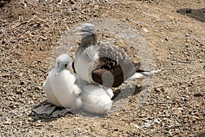 Blue Footed Boobie and Two Chicks photo