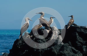 Blue-Footed Boobies