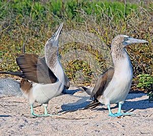 Blue- Footed Boobies