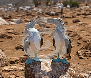 Blue-footed boobies