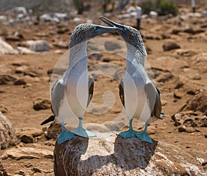 Blue-footed boobies