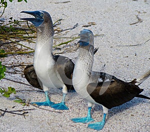 Blue-footed Boobies