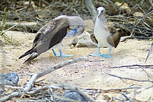 Blue-footed Boobies  832248