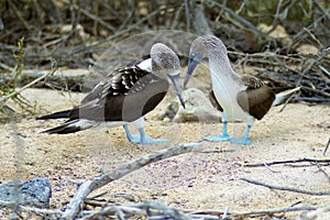 Blue-footed Boobies  832253