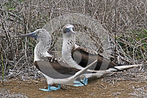 Blue-footed boobies