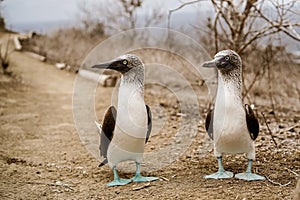 Blue Footed Boobies Birds