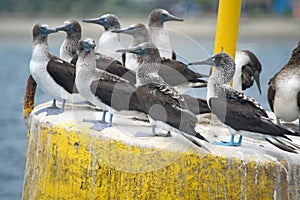 Blue footed boobies on a buoy