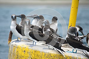 Blue footed boobies on a buoy