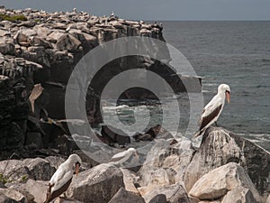 Blue Footed Boobies on Cliff