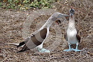 Blue footed boobies doing a mating dance