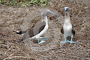 Blue footed boobies doing a mating dance