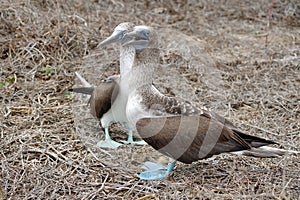 Blue footed boobies doing a mating dance