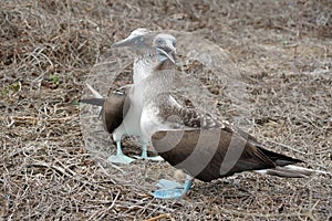 Blue footed boobies doing a mating dance