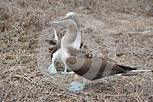 Blue footed boobies doing a mating dance