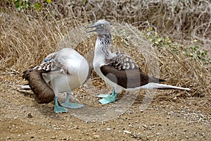 Blue footed boobies doing a mating dance