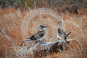 Blue-Footed Boobies doing mating dance