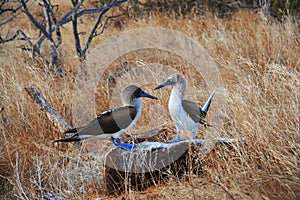 Blue-Footed Boobies doing mating dance
