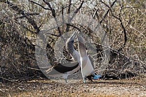 Blue-footed Boobies doing a mating dance