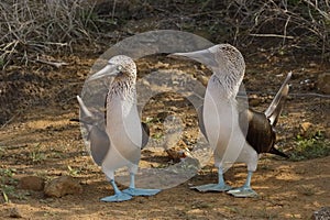 Blue-footed Boobies exhibiting courtship behaviour