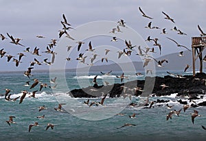 Blue footed boobies flying and fishing, Galapagos