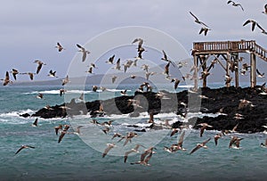 Blue footed boobies flying and fishing, Galapagos