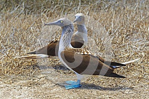 Blue Footed Boobies, Galapagos