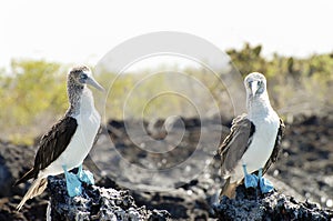 Blue Footed Boobies - Galapagos - Ecuador