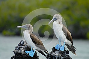 Blue Footed Boobies - Galapagos - Ecuador