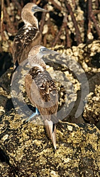 Blue footed boobies in the Galapagos Islands photo