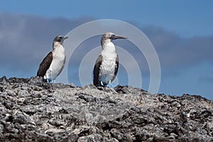 Blue footed boobies on lava rock