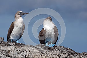 Blue footed boobies on lava rock