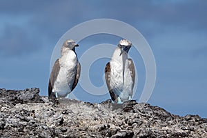 Blue footed boobies on lava rock