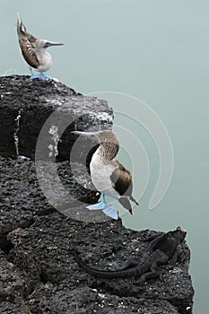 Blue-footed boobies and Marine Iguana